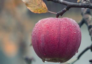 Every-Level-Wellness-Blog-Foodandmood