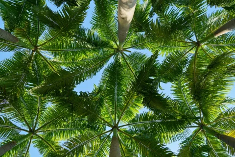 A vertical camera shot up a group of palm trees