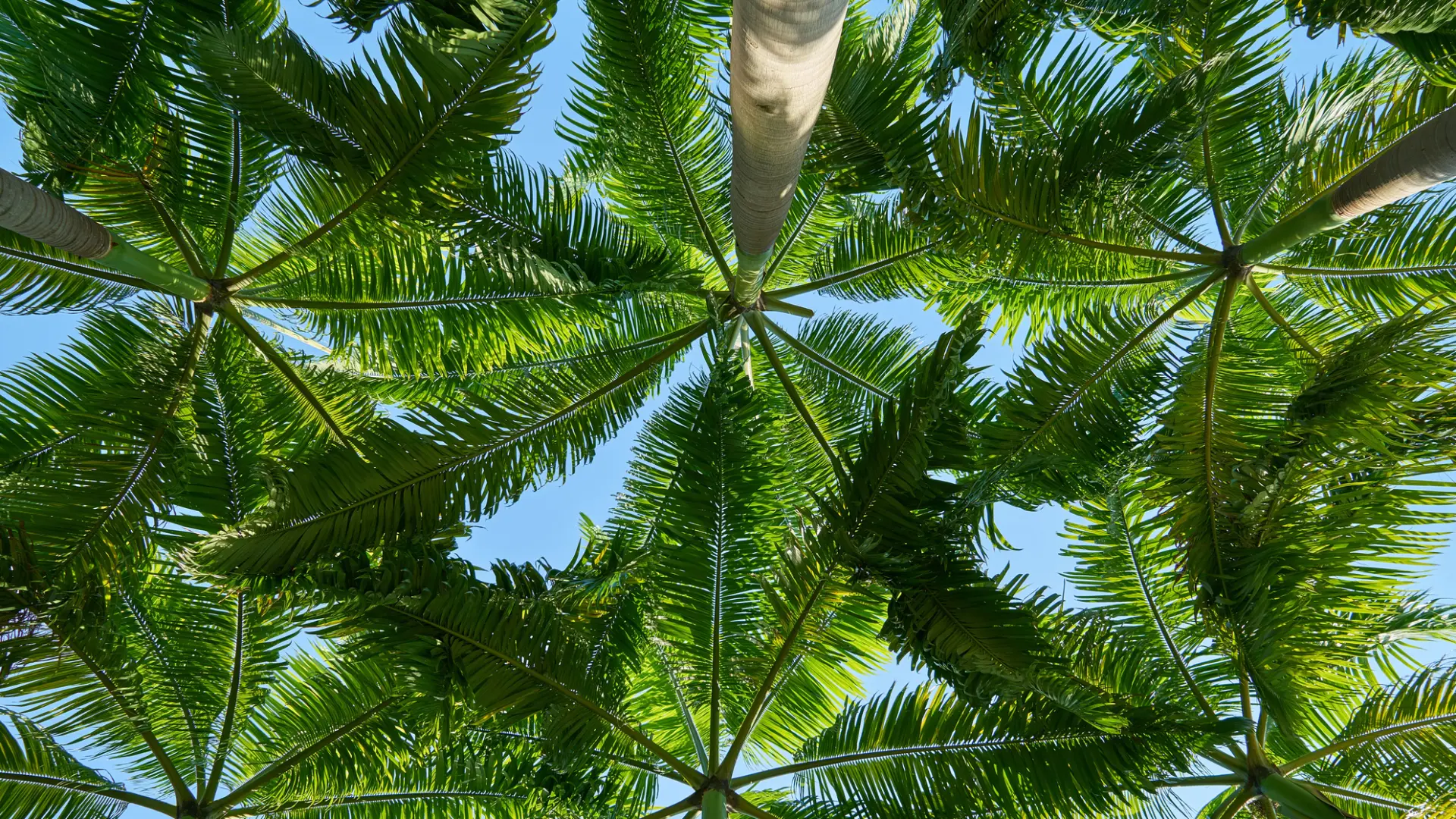 An image looking up into a group of palm trees