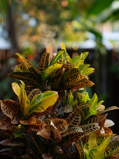 Some beautiful foliage